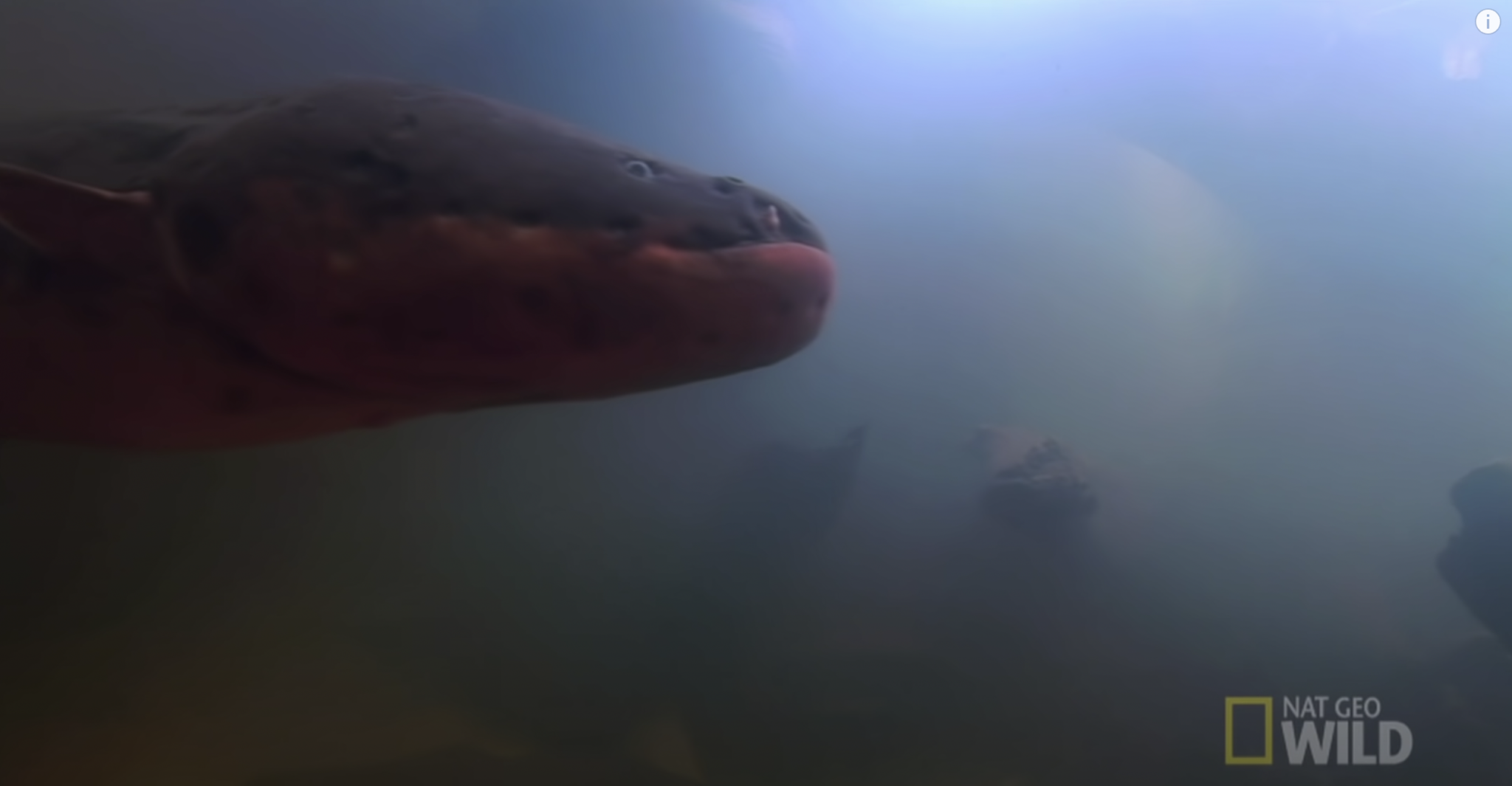 Electric Eel Tank – East Idaho Aquarium