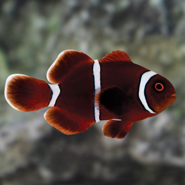 Clownfish food outlet in aquarium