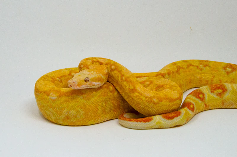 Lipstick Albino Boa Animal Facts