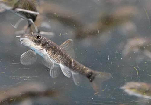 Freshwater Tropical Fish: Garra Rufa - Doctor Fish