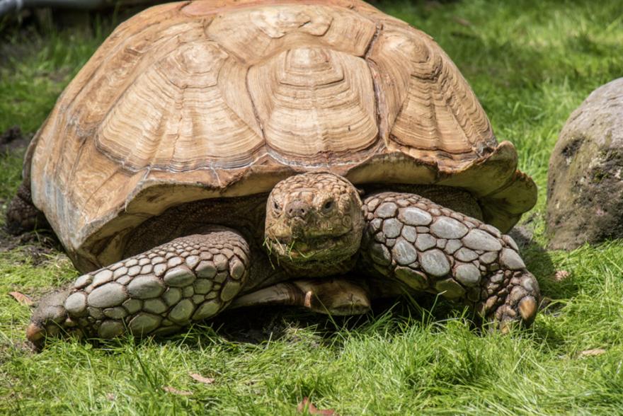 African Spurred Tortoise