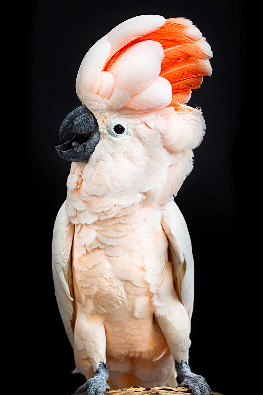 Moluccan Cockatoo East Idaho Aquarium   Moluccan Cockatoo Portraits 5 