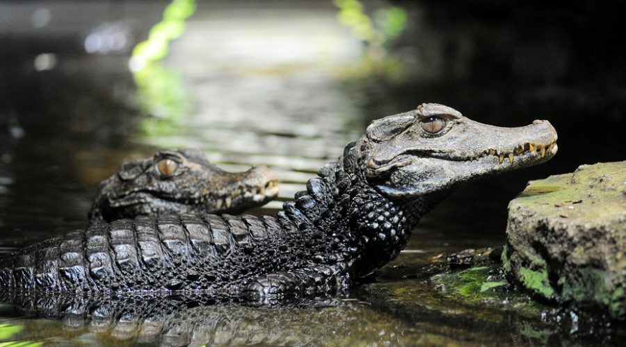 Dwarf Alligator