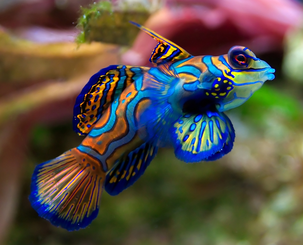 Coral Morphologic » Mandarinfish…Part 2…Mini Spearguns and why