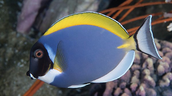 Powder Blue Tangs & Emperor Angelfish: Two Common Fish That New Reefkeepers  Should Avoid, Reef Builders