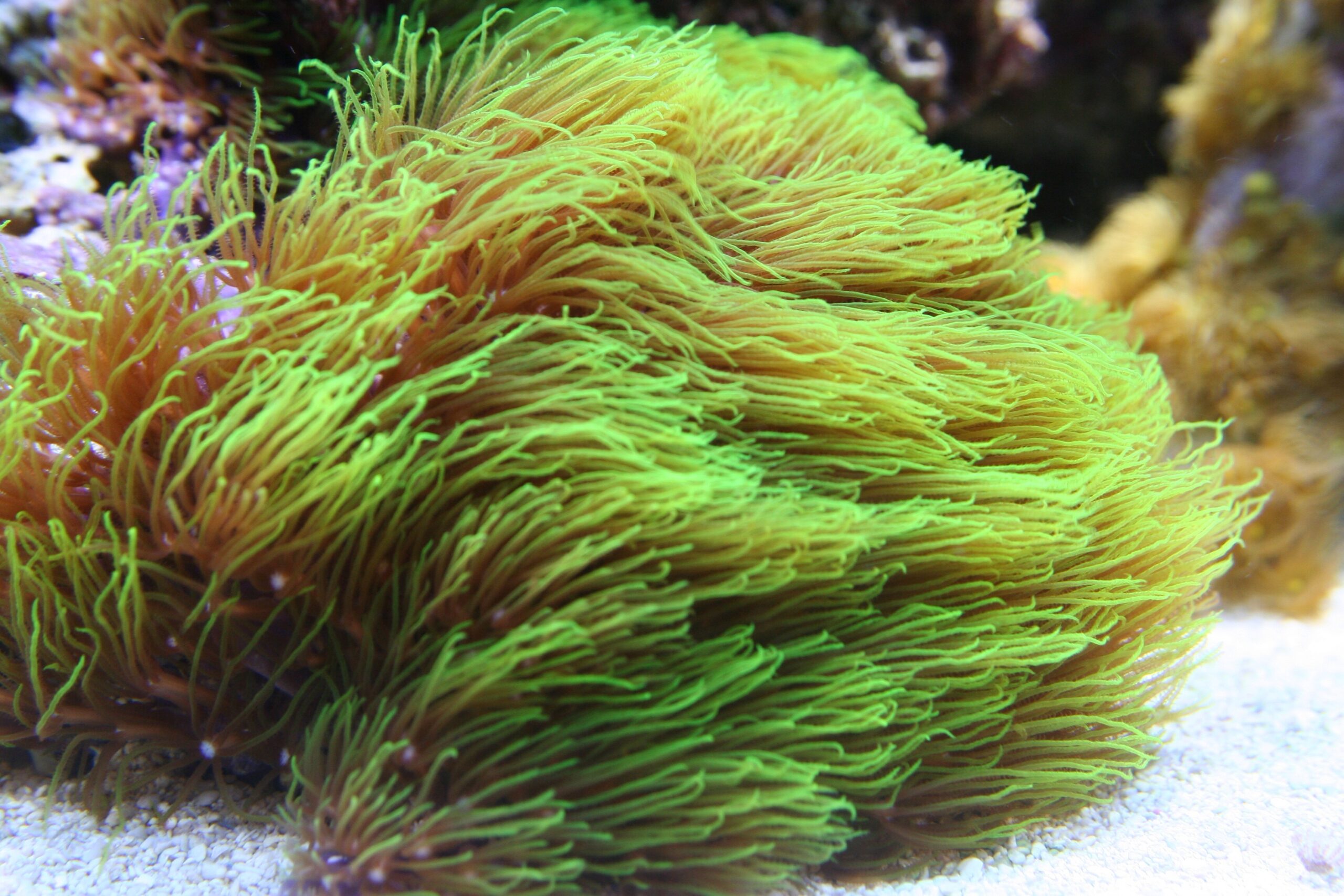 Tidal Gardens - Green Star Polyps